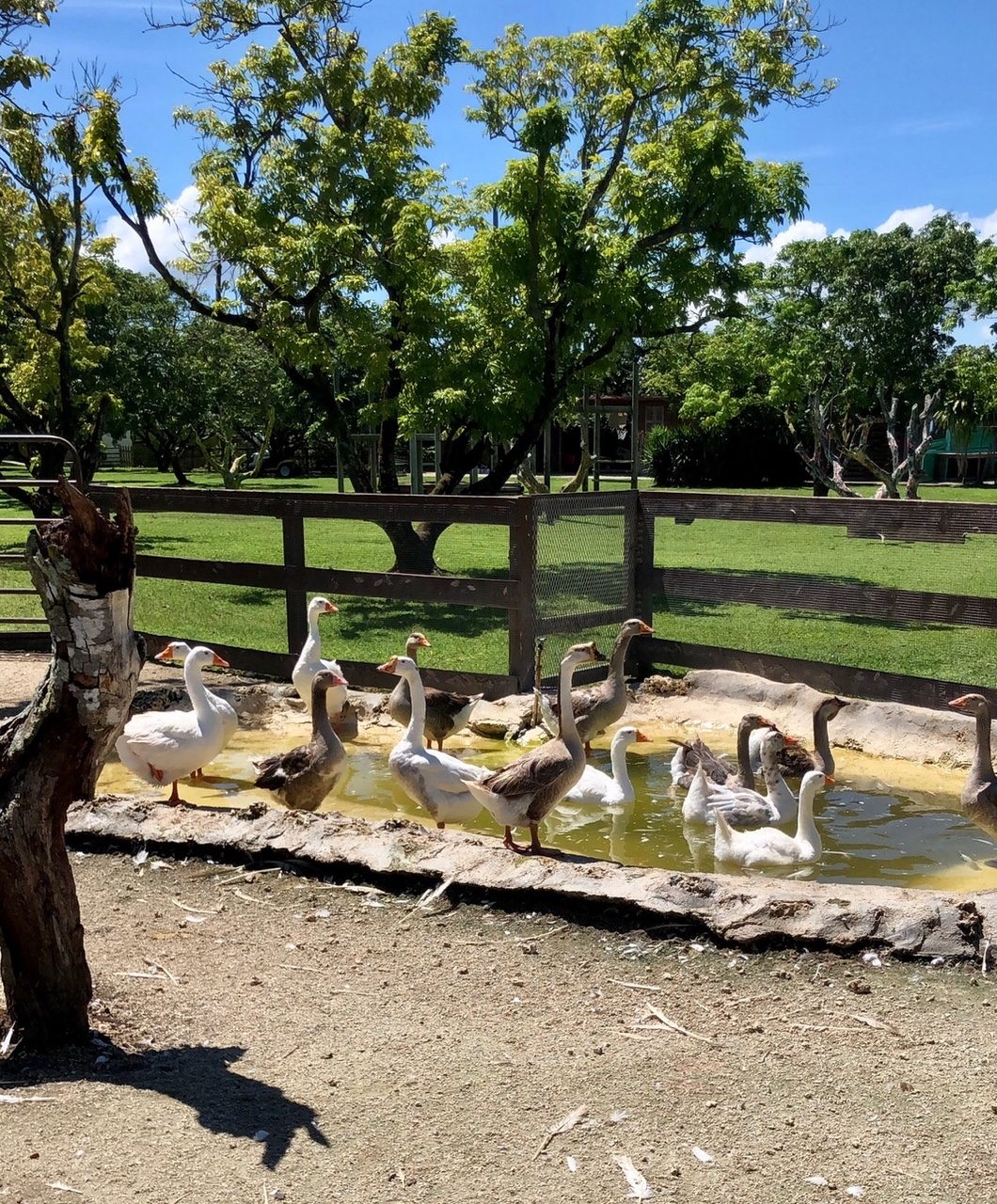 La Ventana de los Cielos Birthday | Ale Ramos Therapy Animals