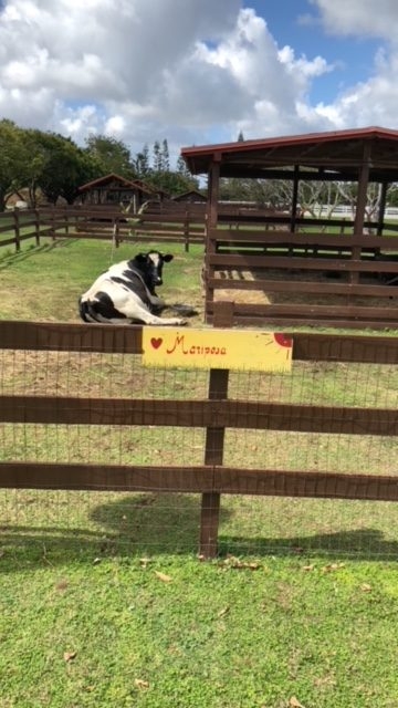 La Ventana de los Cielos | Ale Ramos Therapy Animals