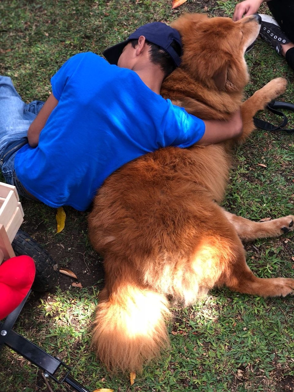 La Ventana de los Cielos | Ale Ramos Therapy Animals