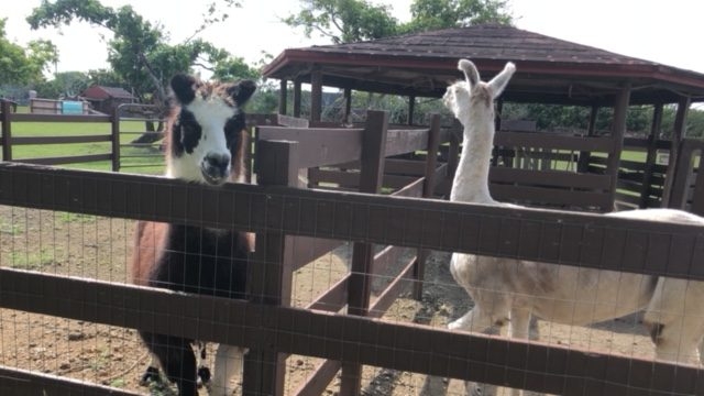 La Ventana de los Cielos | Ale Ramos Therapy Animals