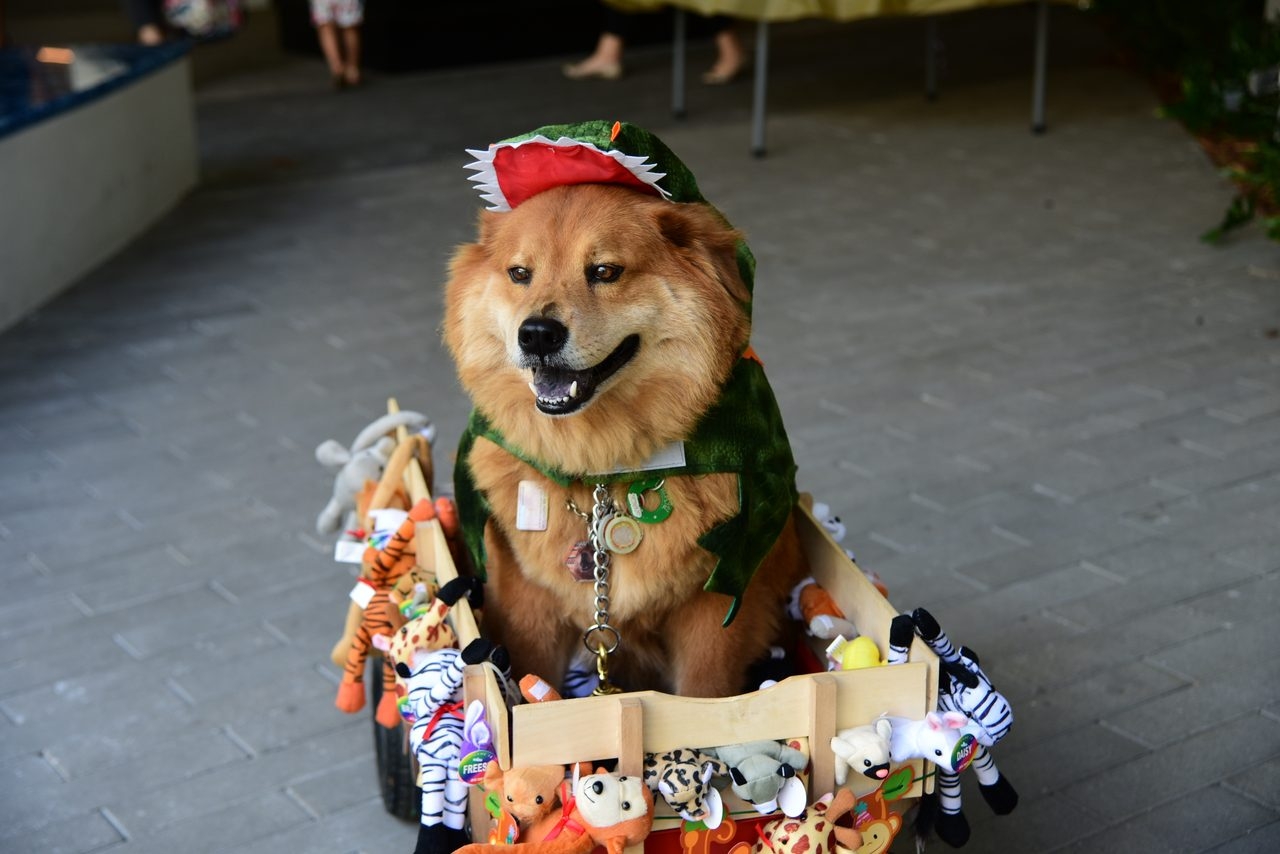 Radio Lollipop Birthday Party | Ale Ramos Therapy Animals
