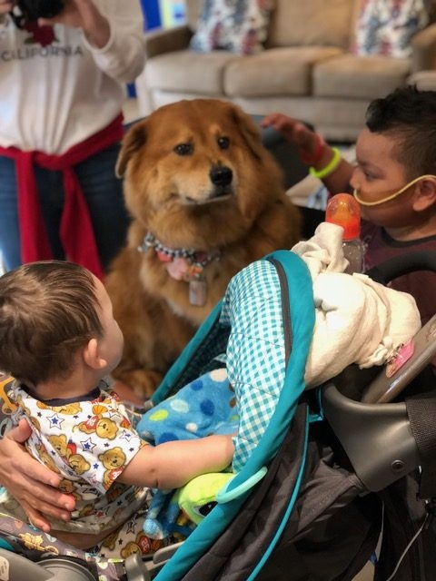 Ronald McDonald House | Ale Ramos Therapy Animals