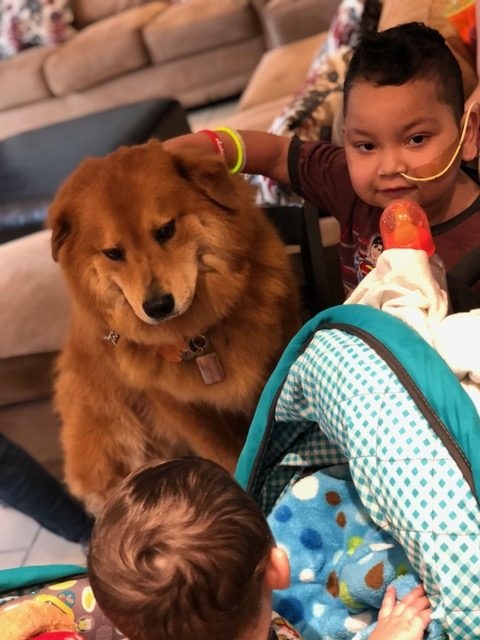 Ronald McDonald House | Ale Ramos Therapy Animals
