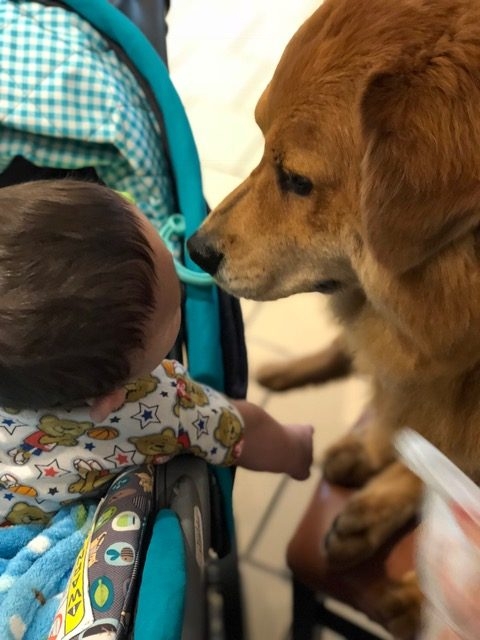 Ronald McDonald House | Ale Ramos Therapy Animals