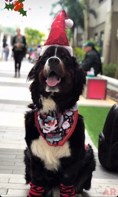 Santa Paws at Nicklaus Children’s Hospital | Ale Ramos Therapy Animals