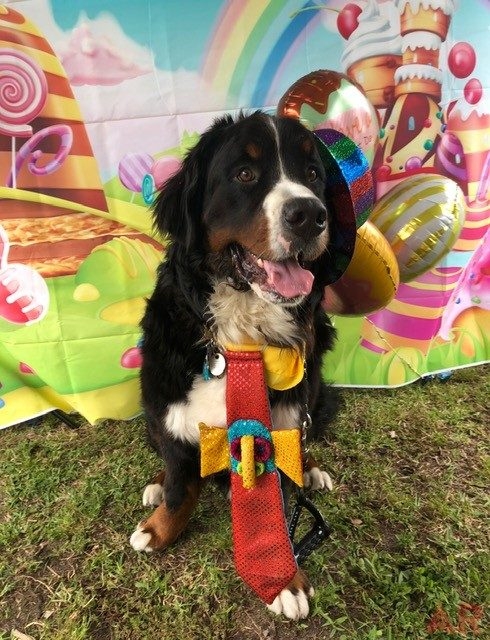 Super Duper Fun Day by Nicklaus Children’s Hospital | Ale Ramos Therapy Animals