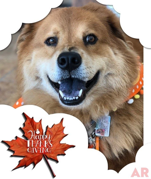 Thanksgiving Celebration by Nicklaus Children’s Hospital | Ale Ramos Therapy Animals