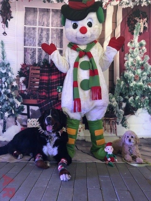 Tree Lighting Ceremony by Nicklaus Children’s Hospital | Ale Ramos Therapy Animals