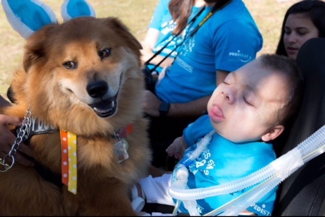 VACC Camp by Nicklaus Children’s Hospital | Ale Ramos Therapy Animals