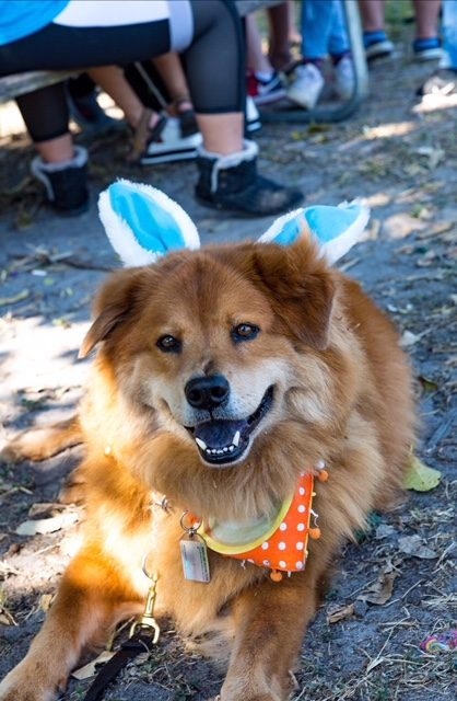 VACC Camp by Nicklaus Children’s Hospital | Ale Ramos Therapy Animals