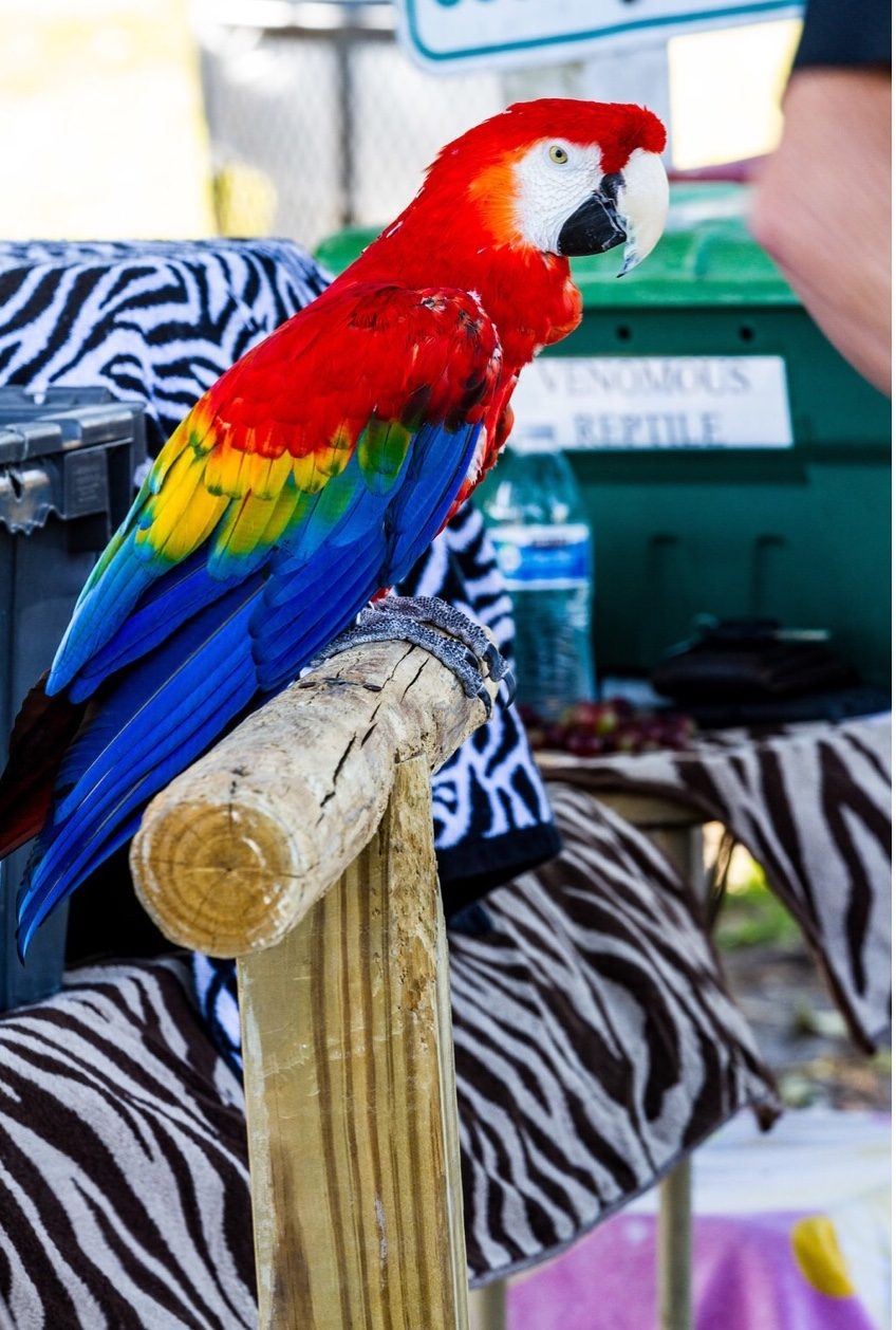 VACC Camp by Nicklaus Children’s Hospital | Ale Ramos Therapy Animals