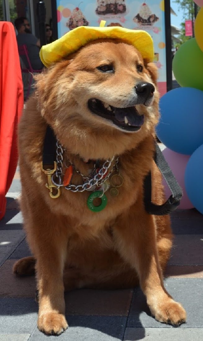 Volunteer Event by Ronald McDonald | Ale Ramos Therapy Animals