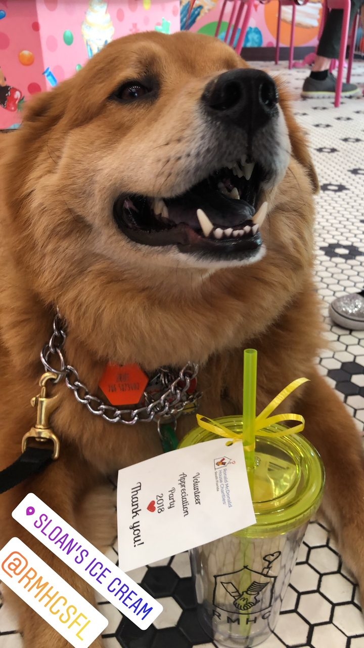 Volunteer Event by Ronald McDonald | Ale Ramos Therapy Animals