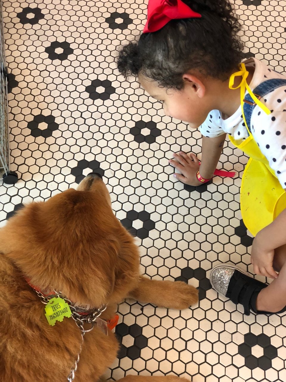 Volunteer Event by Ronald McDonald | Ale Ramos Therapy Animals
