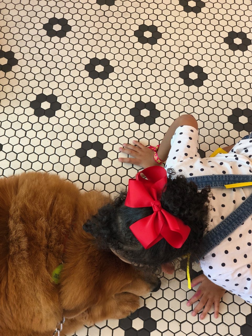 Volunteer Event by Ronald McDonald | Ale Ramos Therapy Animals