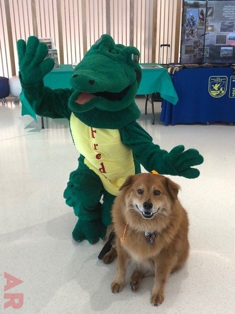 Zeus Adventures | Ale Ramos Therapy Animals