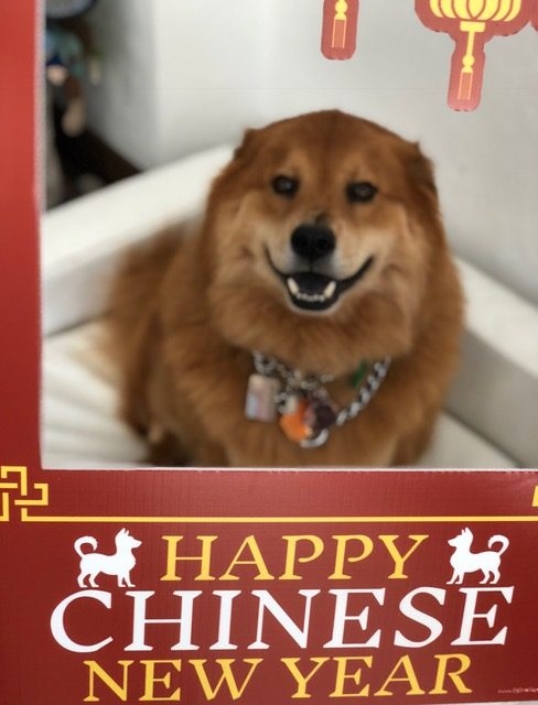 Zeus Adventures | Ale Ramos Therapy Animals