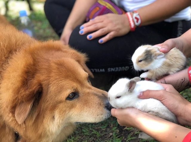 Zeus Adventures | Ale Ramos Therapy Animals