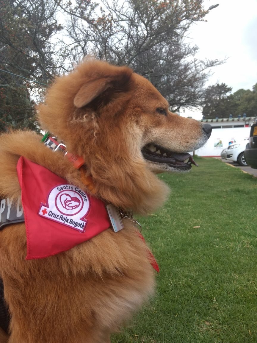 Zeus Adventures | Ale Ramos Therapy Animals