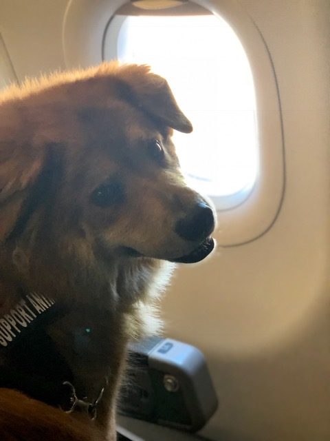 Zeus Adventures | Ale Ramos Therapy Animals