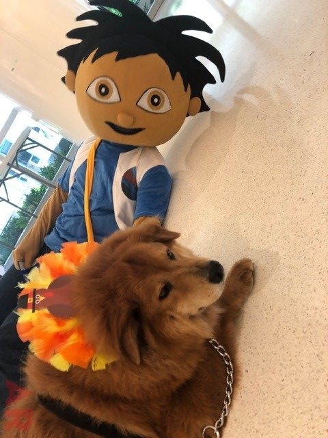 Zeus Adventures | Ale Ramos Therapy Animals