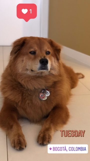 Zeus Adventures | Ale Ramos Therapy Animals