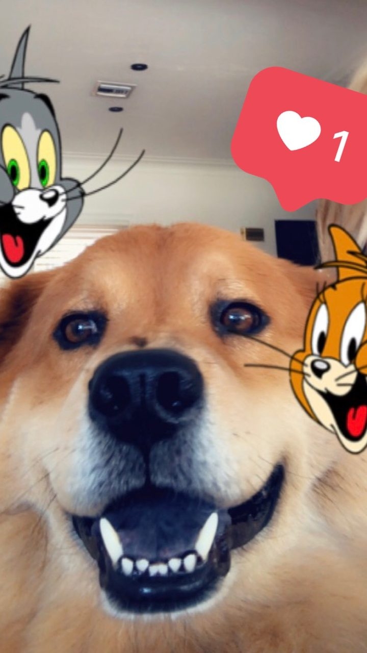 Zeus Adventures | Ale Ramos Therapy Animals