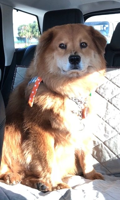 Zeus Adventures | Ale Ramos Therapy Animals