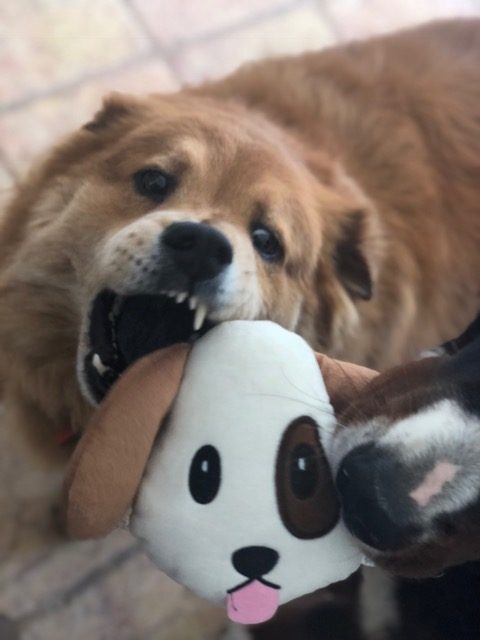 Zeus Adventures | Ale Ramos Therapy Animals