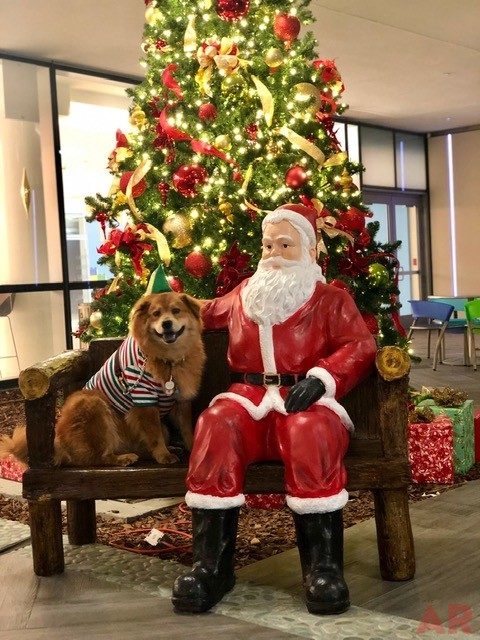Zeus Adventures | Ale Ramos Therapy Animals