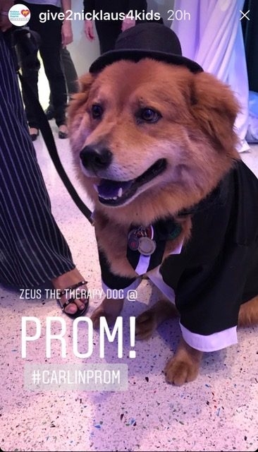 Zeus Adventures | Ale Ramos Therapy Animals