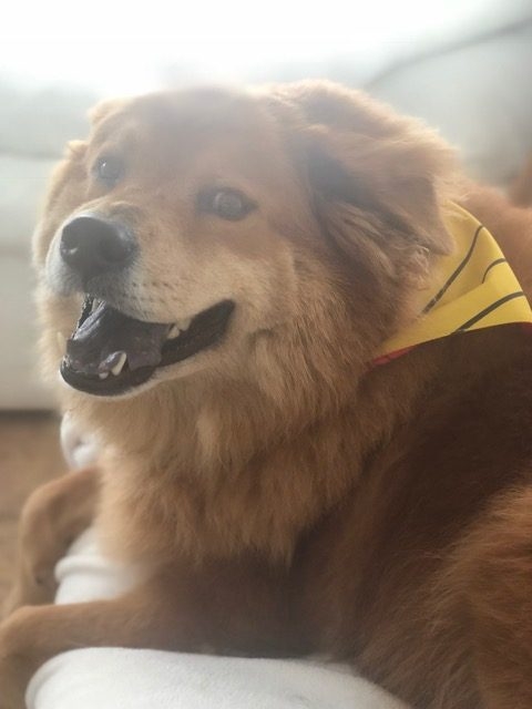 Zeus Adventures | Ale Ramos Therapy Animals