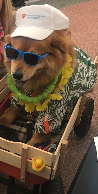 Zeus Adventures | Ale Ramos Therapy Animals