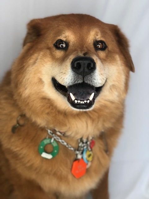 Zeus Adventures | Ale Ramos Therapy Animals