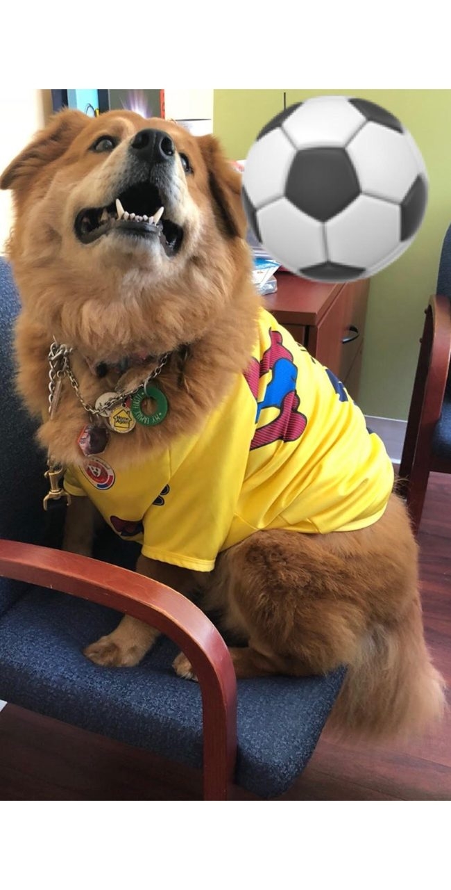 Zeus Adventures | Ale Ramos Therapy Animals