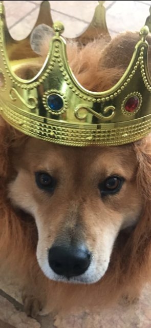 Zeus Adventures | Ale Ramos Therapy Animals