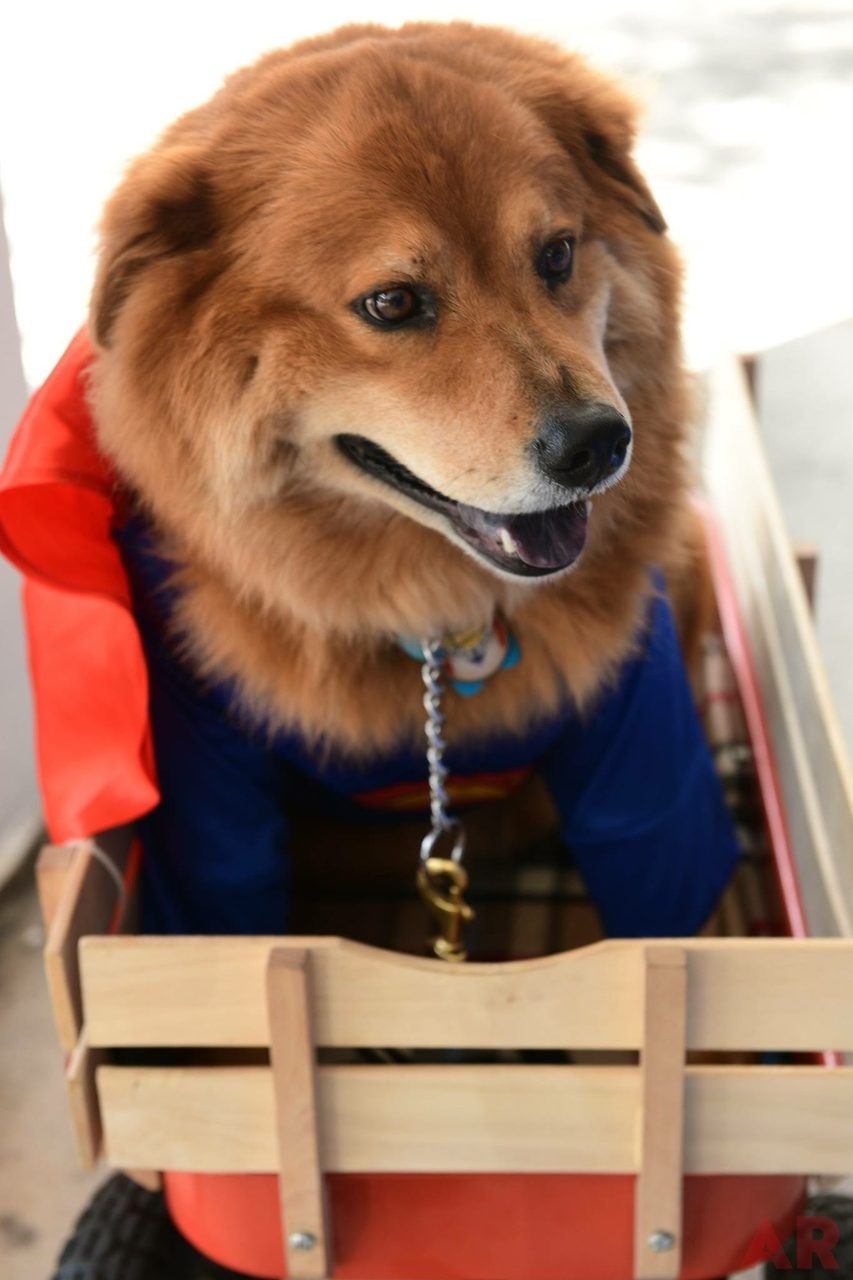 Zeus Adventures | Ale Ramos Therapy Animals