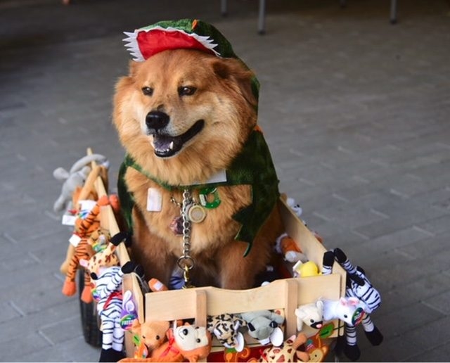 Zeus Adventures | Ale Ramos Therapy Animals