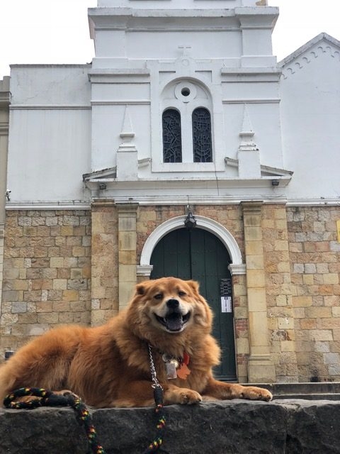 Zeus Bogotá Trip - Interviews Television + Radio | Ale Ramos Therapy Animals