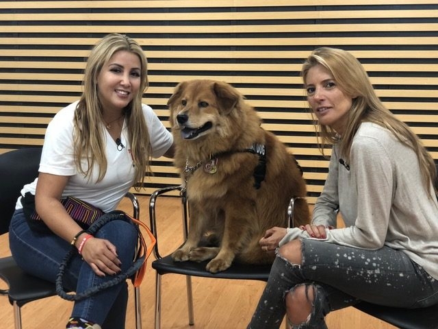 Zeus Bogotá Trip - Interviews Television + Radio | Ale Ramos Therapy Animals