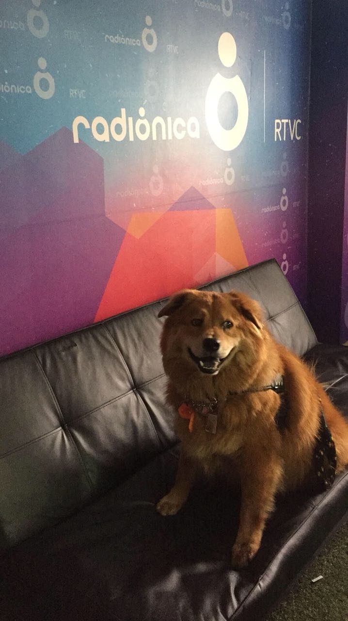 Zeus Bogotá Trip - Interviews Television + Radio | Ale Ramos Therapy Animals