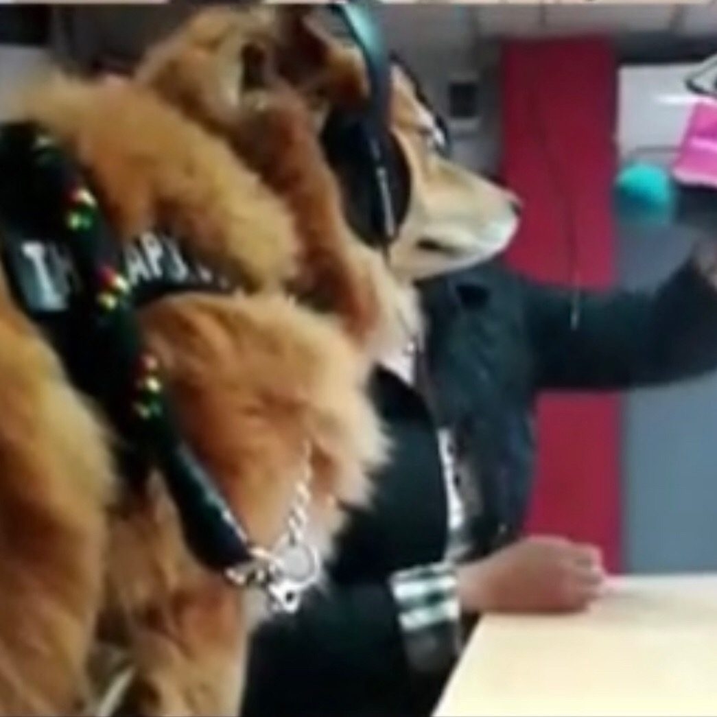 Zeus Bogotá Trip - Interviews Television + Radio | Ale Ramos Therapy Animals
