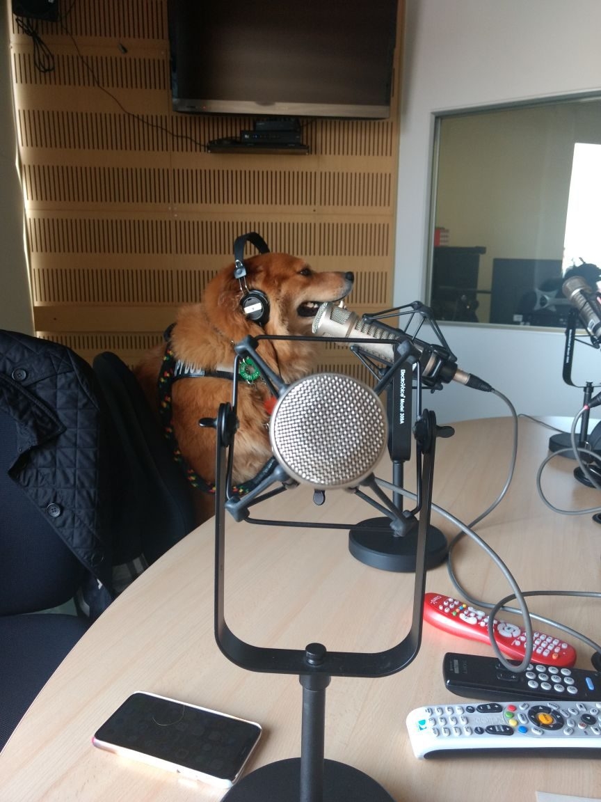 Zeus Bogotá Trip - Interviews Television + Radio | Ale Ramos Therapy Animals