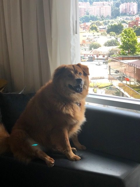 Zeus Bogotá Trip - Interviews Television + Radio | Ale Ramos Therapy Animals