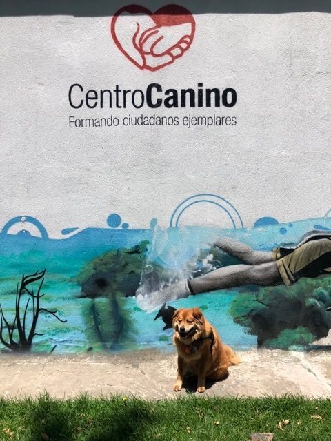 Zeus Bogotá Trip - Interviews Television + Radio | Ale Ramos Therapy Animals