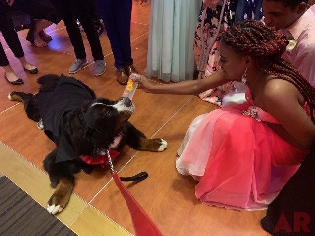 6th Annual Carlin Prom Night by Nicklaus Children’s Hospital | Ale Ramos Therapy Animals
