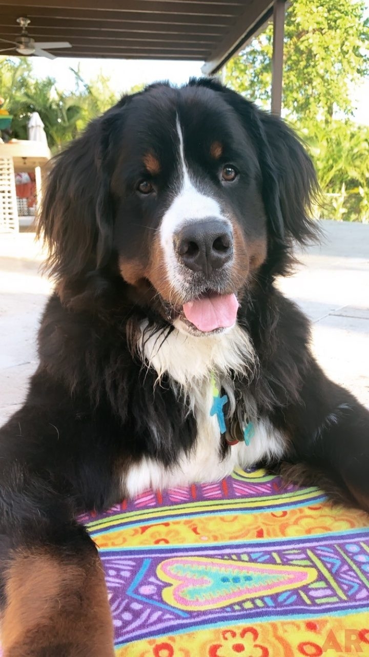 Apollo Love | Ale Ramos Therapy Animals