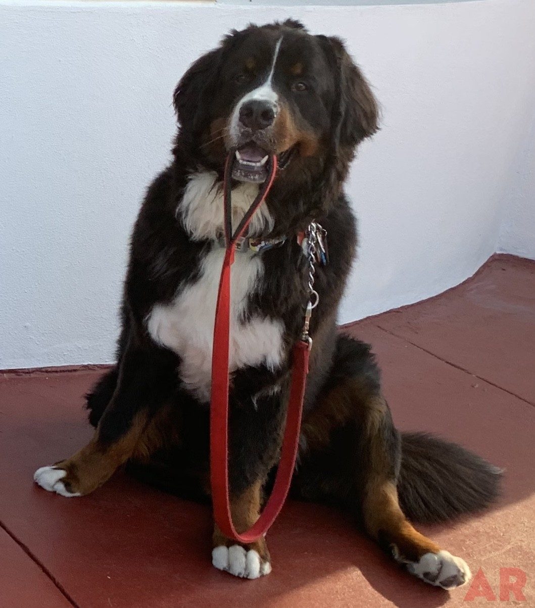 Apollo Love | Ale Ramos Therapy Animals