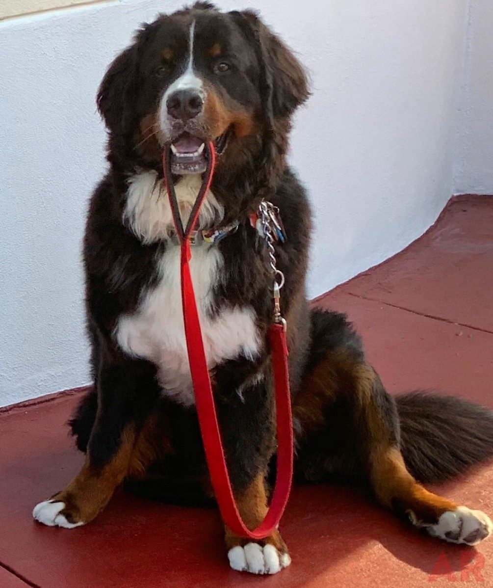 Apollo Love | Ale Ramos Therapy Animals