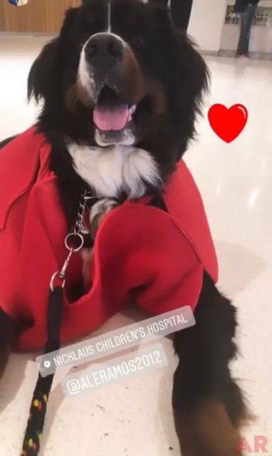 Apollo Love | Ale Ramos Therapy Animals